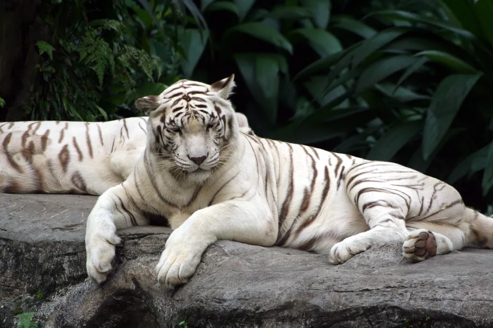 A white tiger lies down on a large rock, looking towards the viewer.