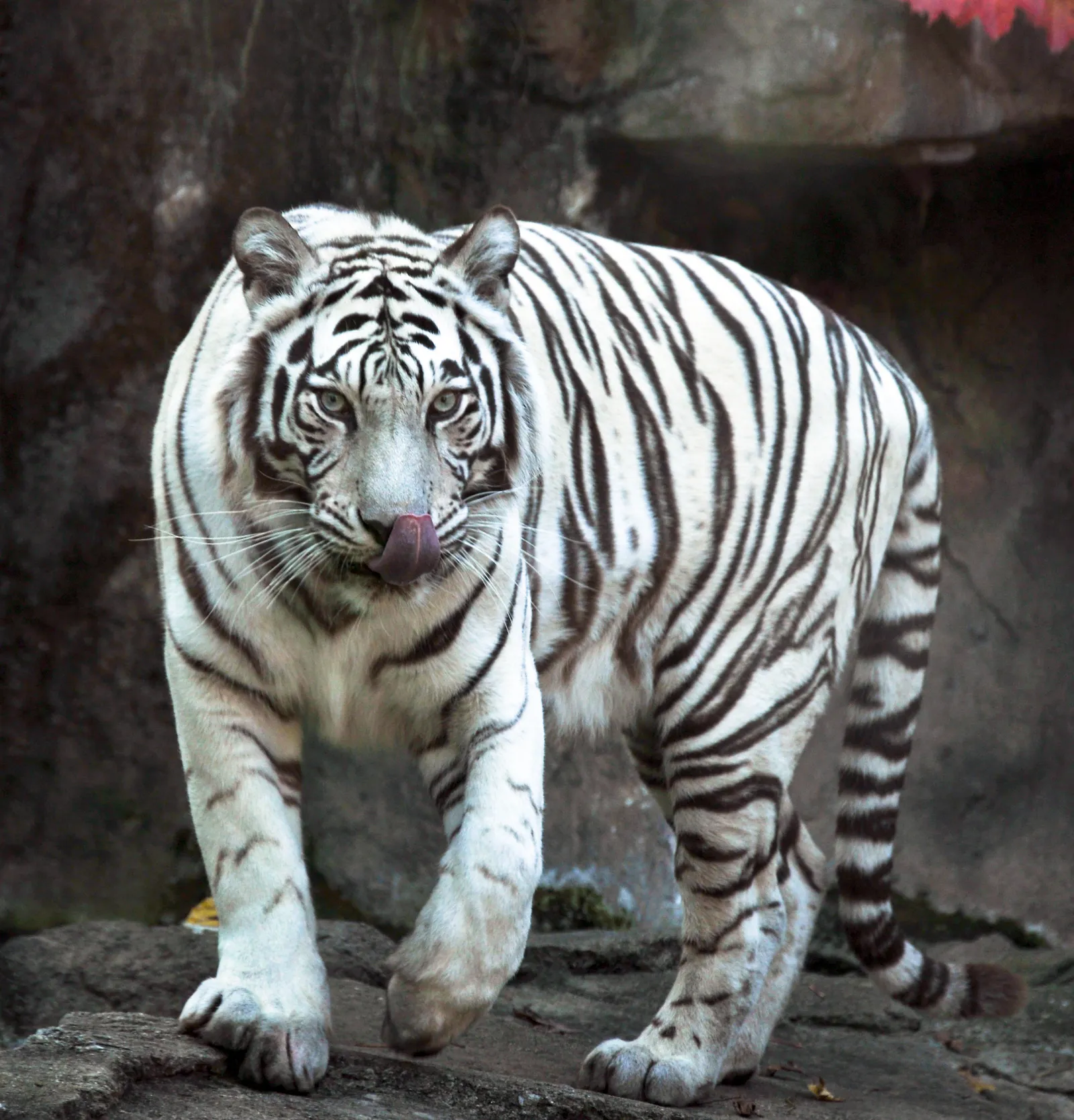 A white tiger walks forward licking its nose in a dark, rocky enclosure.