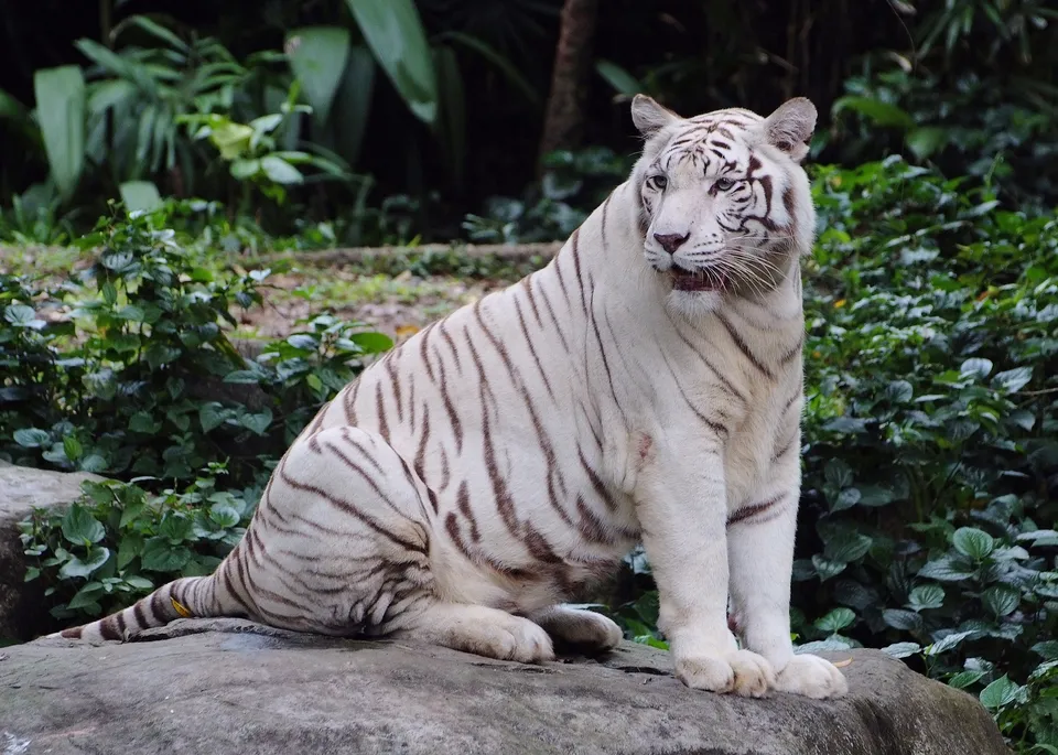 A white tiger with dark stripes sits on a large rock, looking to the right.