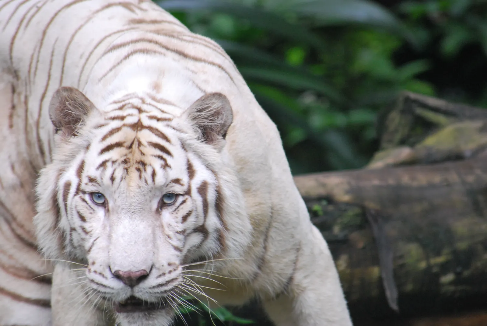 A white tiger with piercing blue eyes looks directly at the camera, with green foliage in the background.