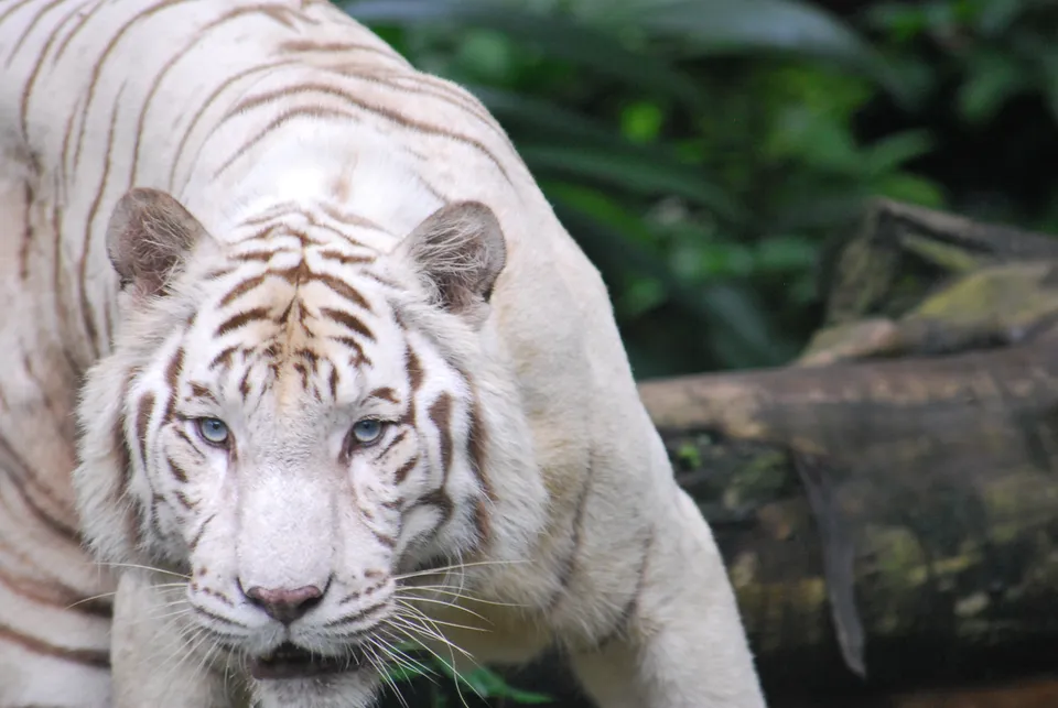 A white tiger with piercing blue eyes looks directly at the camera, with green foliage in the background.