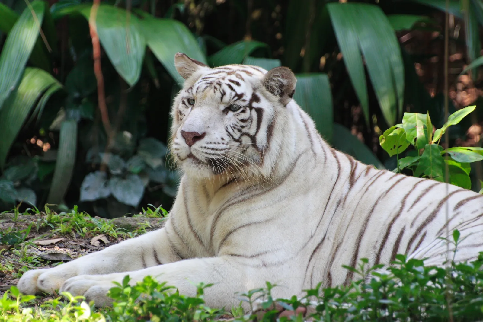 A white tiger rests peacefully among vibrant green plants.