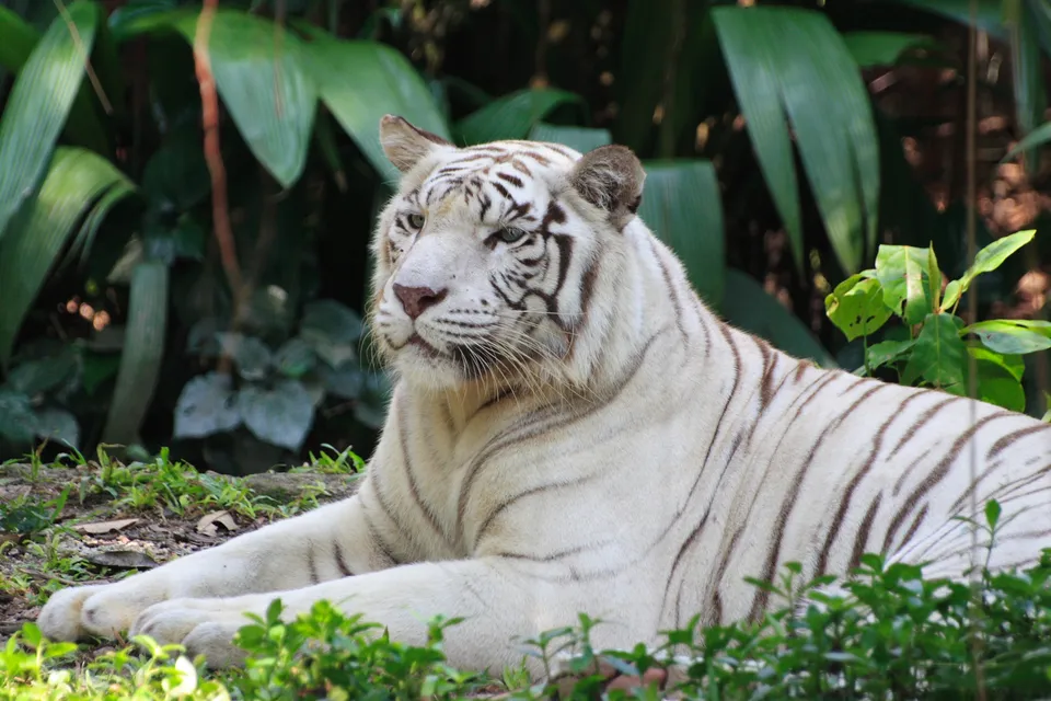 A white tiger rests peacefully among vibrant green plants.