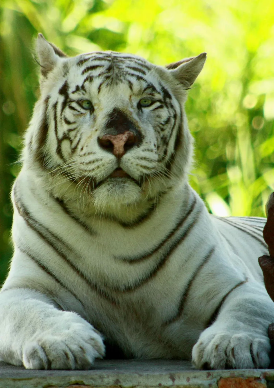 A close-up portrait of a white tiger with striking blue eyes, resting in front of blurred green foliage.