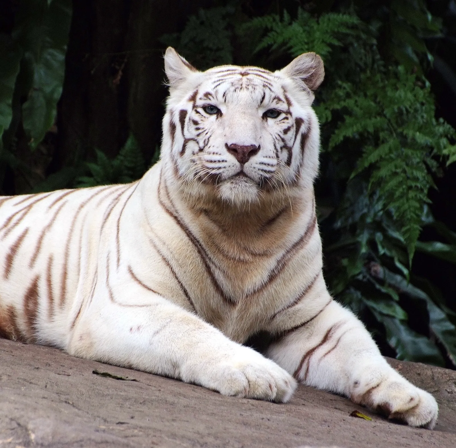 A white tiger with striking brown stripes lies on a rock, looking directly at the camera with blue eyes.