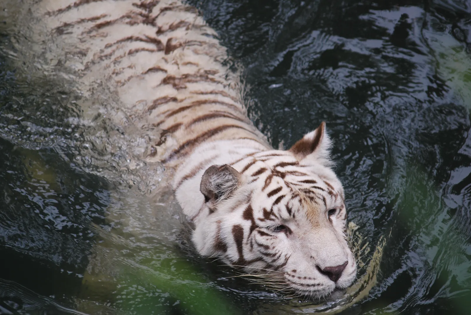 A white tiger with brown stripes swims in dark, rippling water.
