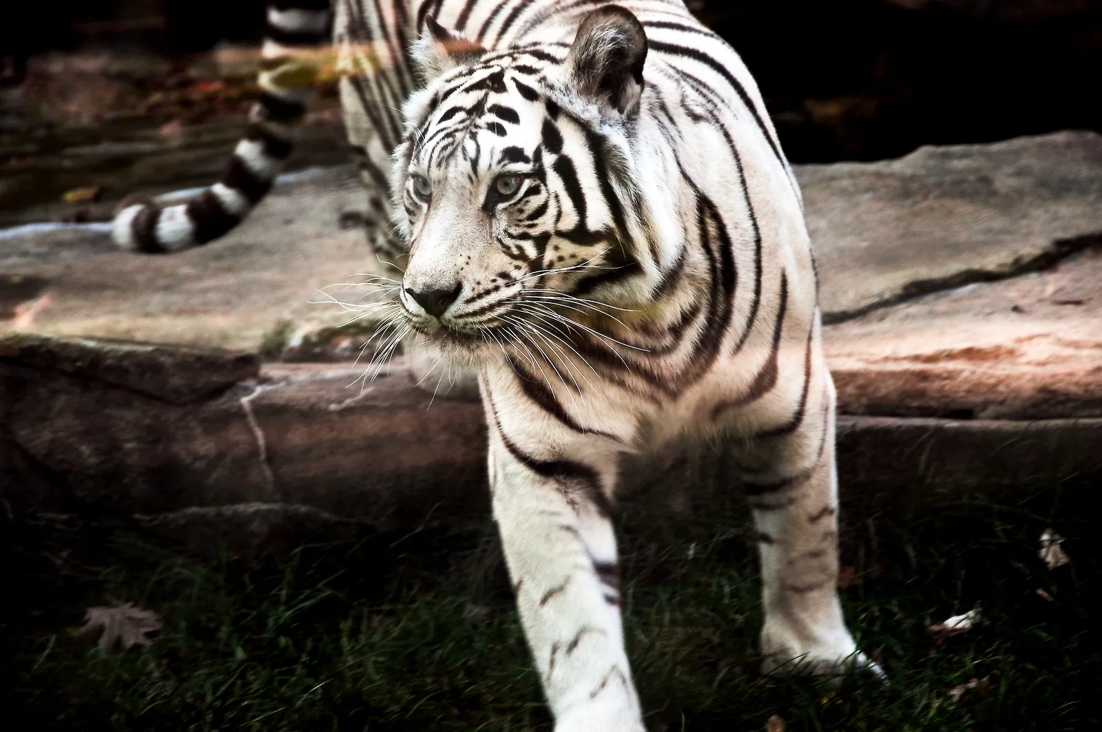 A white tiger with black stripes walks forward on green grass near rocks.