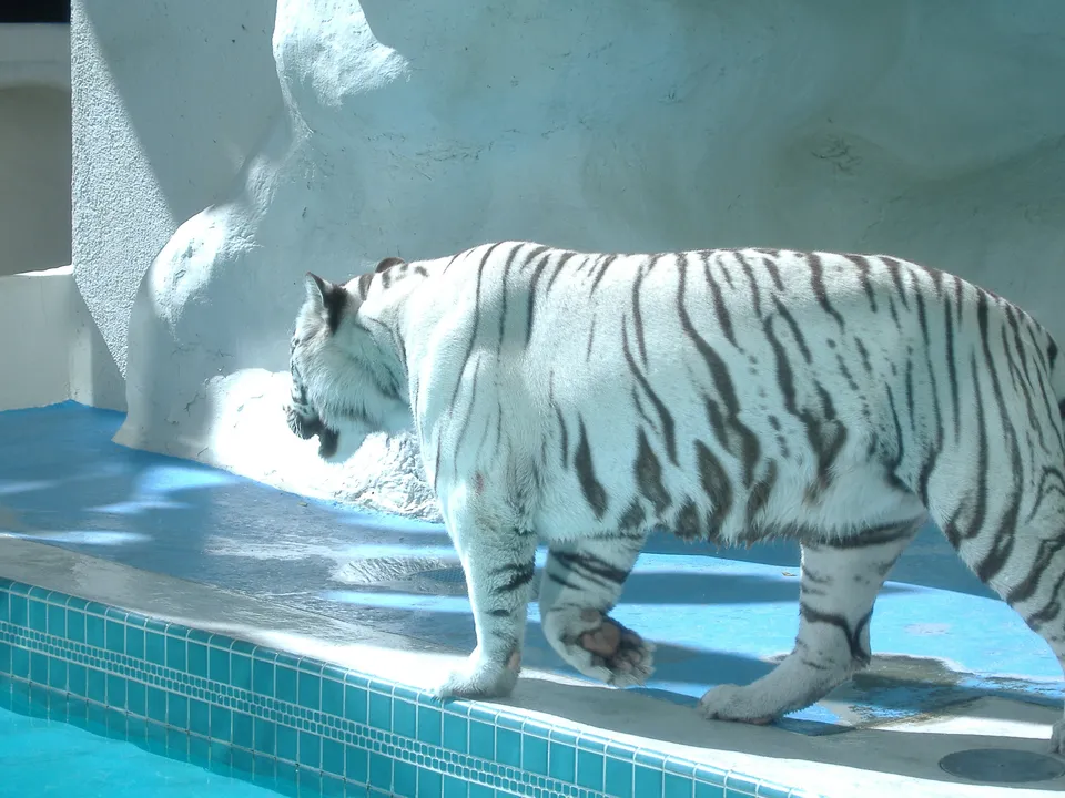 A white tiger walks by a pool with strong shadows cast by sunlight.