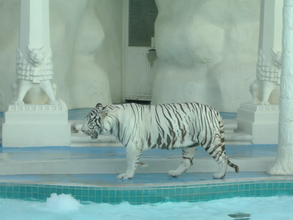 A white tiger walks beside a pool, with lion-like statues visible.