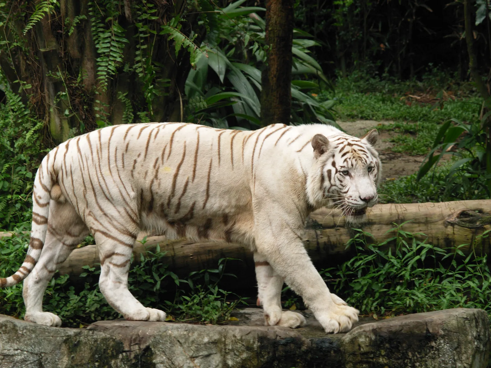 A white tiger walks across rocks with dense green foliage in the background.