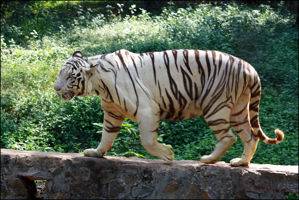 A white tiger with dark stripes walks along a stone wall in front of lush green foliage.