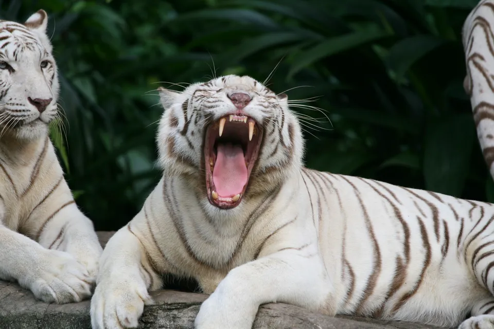 A white tiger is yawning widely, revealing its pink tongue and sharp teeth. Another white tiger is visible to the left.