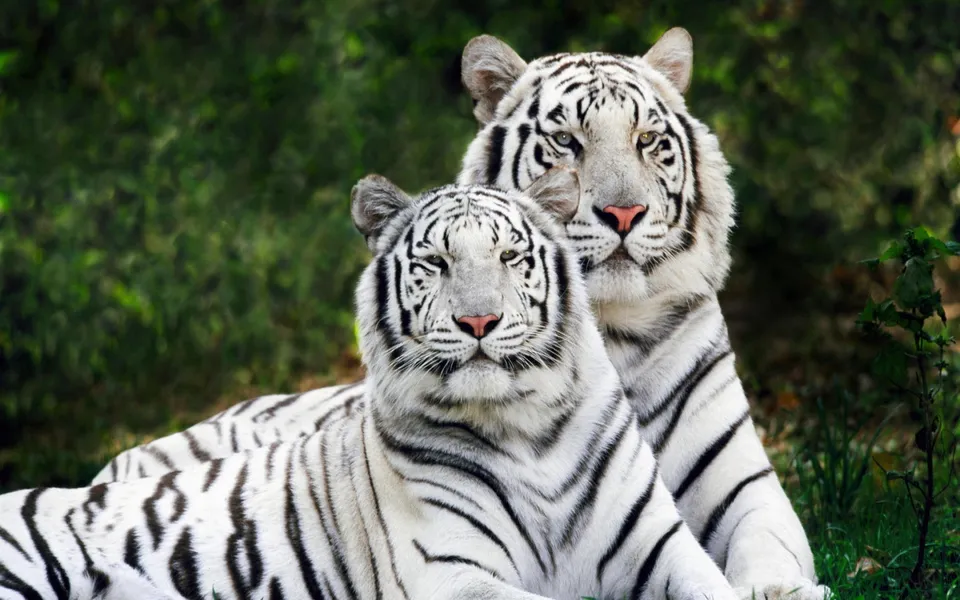 Two white tigers with black stripes are lying down in green grass.
