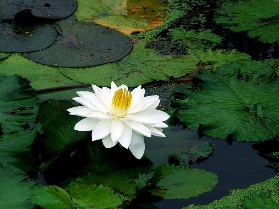 A close-up of a white water lily with yellow stamens, surrounded by dark green lily pads on a pond.
