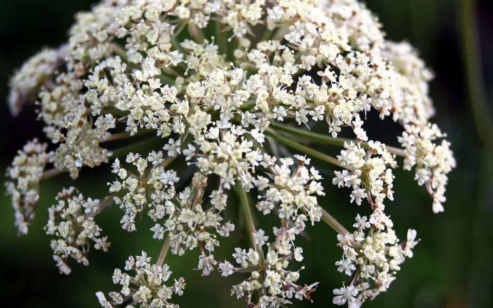 A close-up of a cluster of small white wildflowers with a dark green blurred background.
