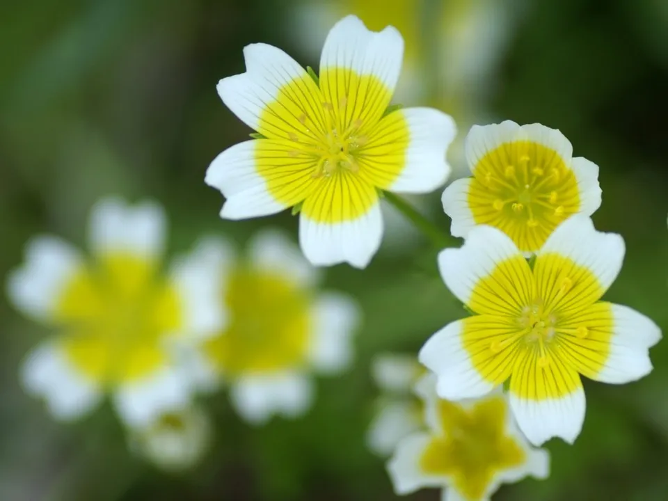 Close-up of delicate white buttercup flowers with bright yellow centers and thin yellow stripes on the petals.