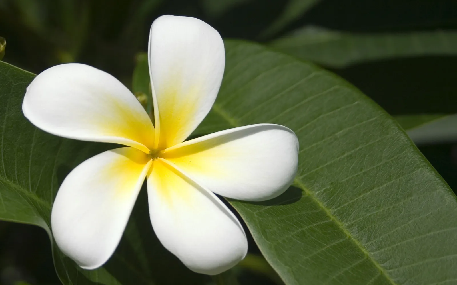 A close-up of a white plumeria flower with a yellow center, set against a dark green leaf.