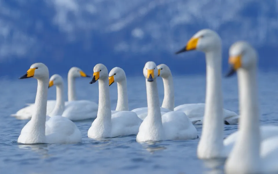 A group of white whooper swans with yellow beaks swim on a calm blue lake with a blurred mountainous background.