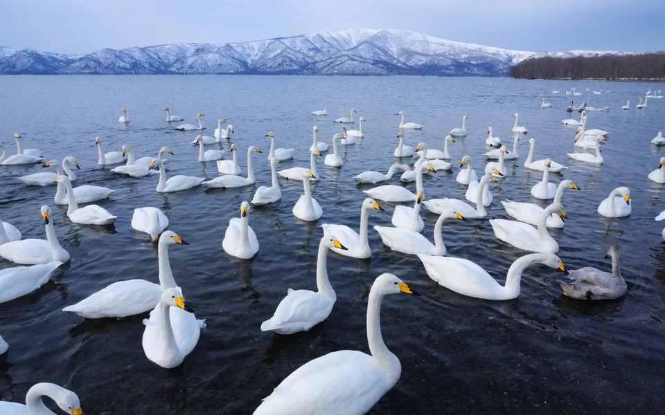 A large flock of white whooper swans swimming in a dark, cold lake with snow-covered mountains in the background.