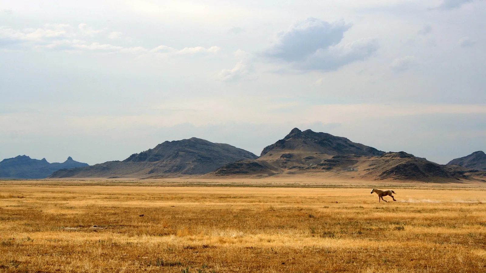 A lone wild horse runs across a dry, golden grassy field with mountains in the background.