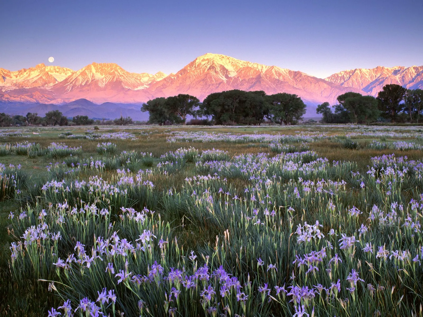 A field of purple wild irises in bloom with snow-capped mountains in the background under a soft blue sky.