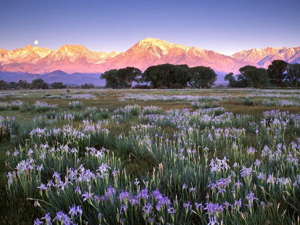 A field of purple wild irises in bloom with snow-capped mountains in the background under a soft blue sky.