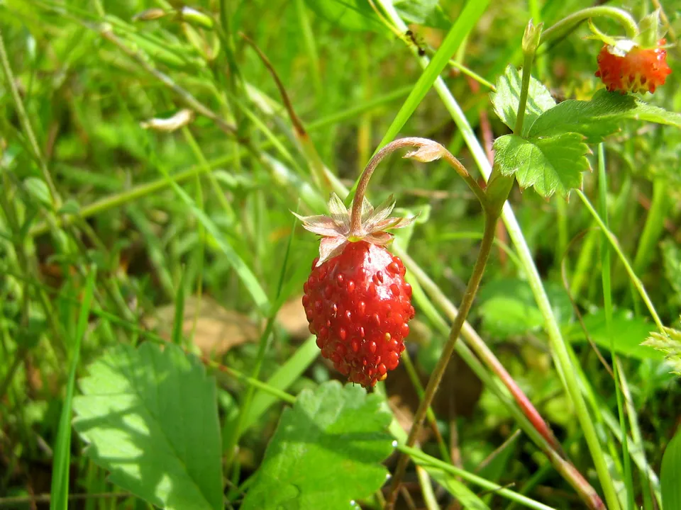A close-up of a ripe red wild strawberry with seeds visible, surrounded by green leaves and grass.