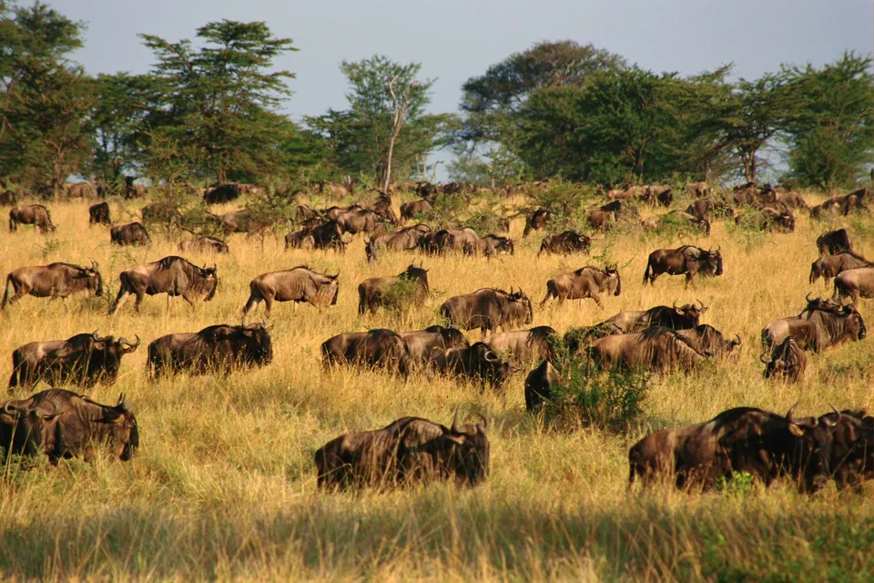 A large herd of wildebeest are spread across a dry, grassy savanna with scattered trees in the background.