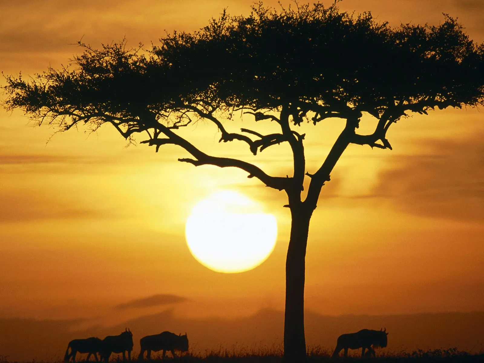 Silhouettes of wildebeest and an acacia tree against a bright orange sunrise sky.