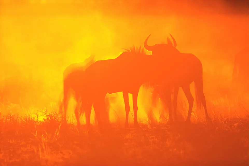 Silhouettes of wildebeest stand in tall grass against a vibrant orange and yellow sunset.