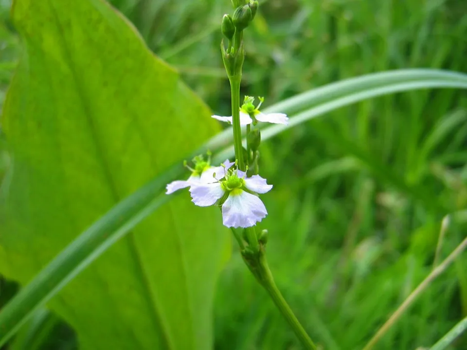 Close-up of delicate white wildflowers with pale purple centers, growing on a green stem amidst lush green foliage.