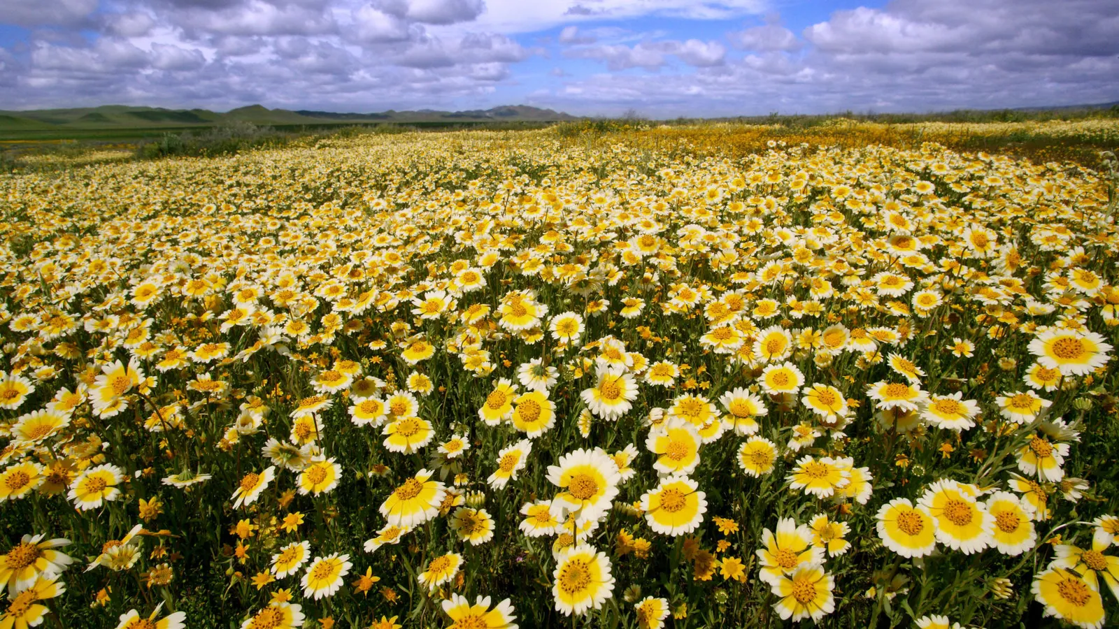A wide expanse of yellow and white wildflowers stretches towards rolling hills under a sky with dramatic clouds.
