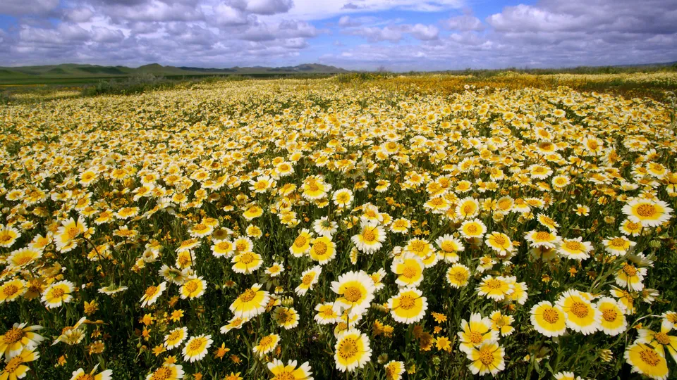 A wide expanse of yellow and white wildflowers stretches towards rolling hills under a sky with dramatic clouds.