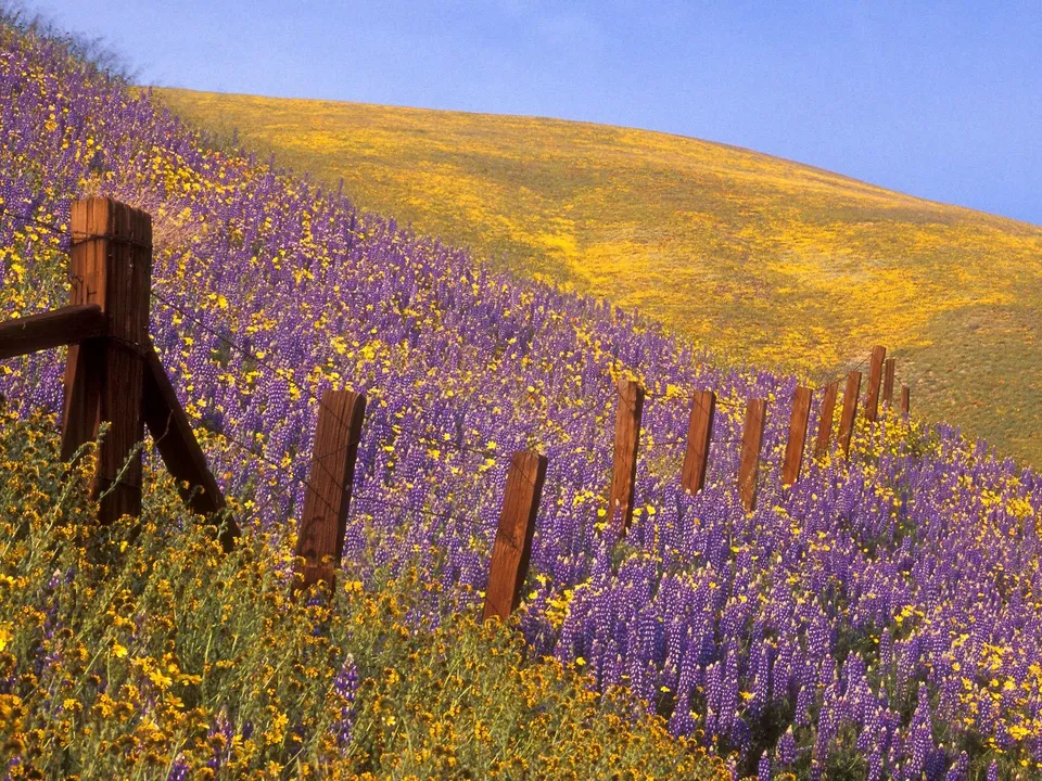 A hillside covered in purple and yellow wildflowers with a wooden fence running along the slope under a clear blue sky.