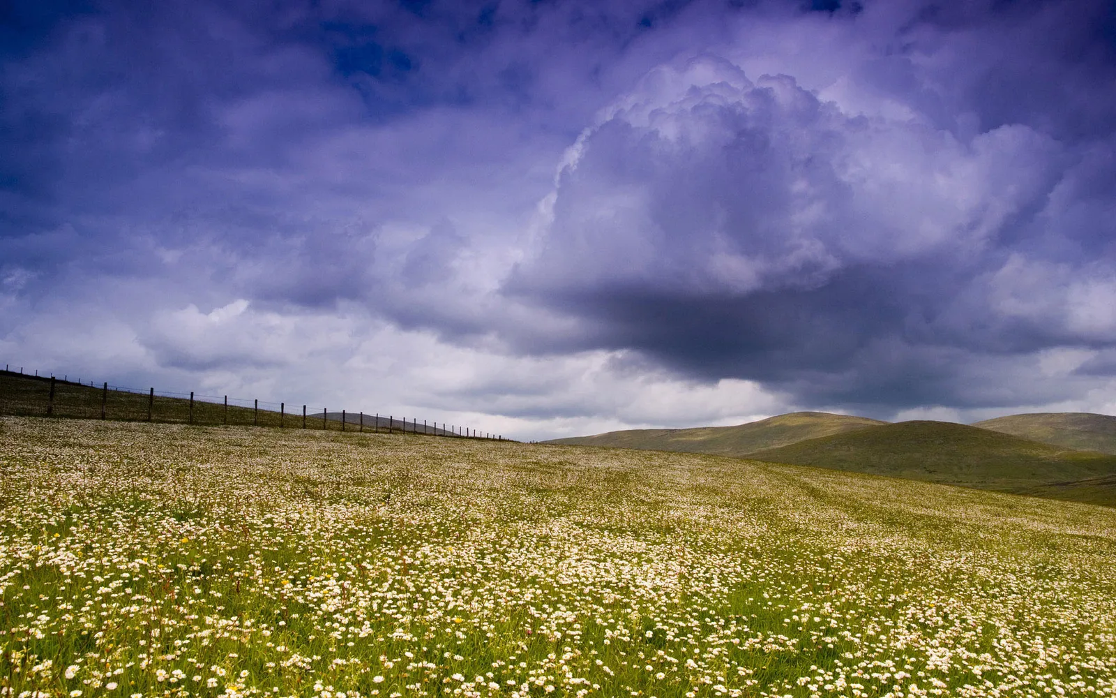 A wide field of white wildflowers stretches towards rolling hills under a dark, cloudy sky.