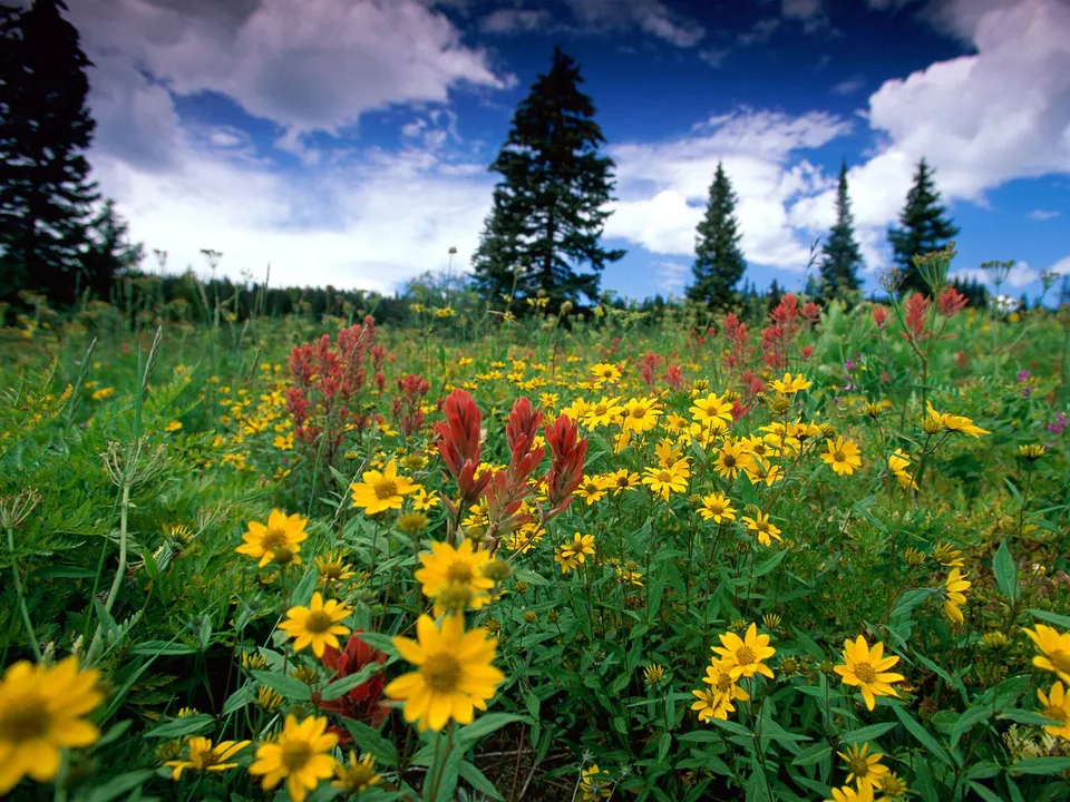 A field of yellow and red wildflowers with tall green trees and a cloudy blue sky in the background.