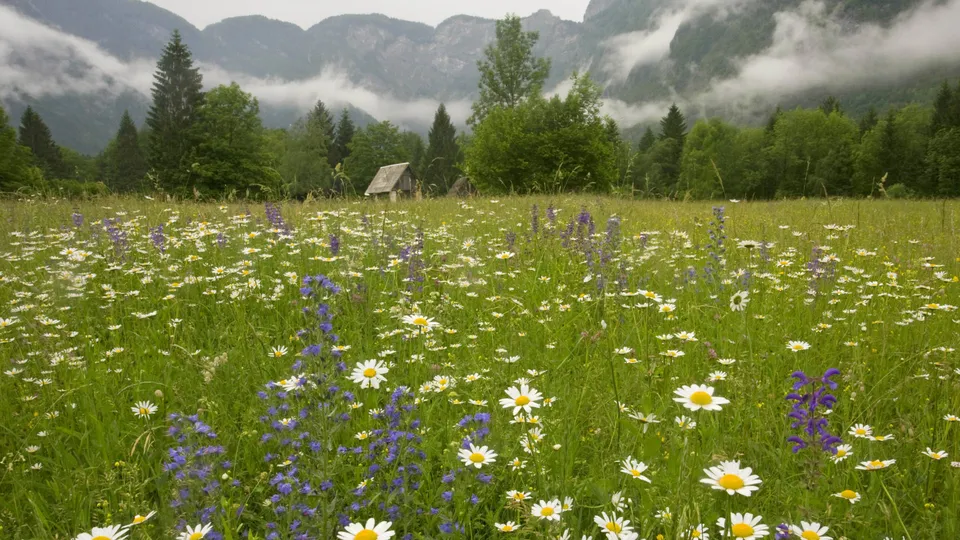 A wide meadow filled with white and purple wildflowers, with misty mountains in the background.