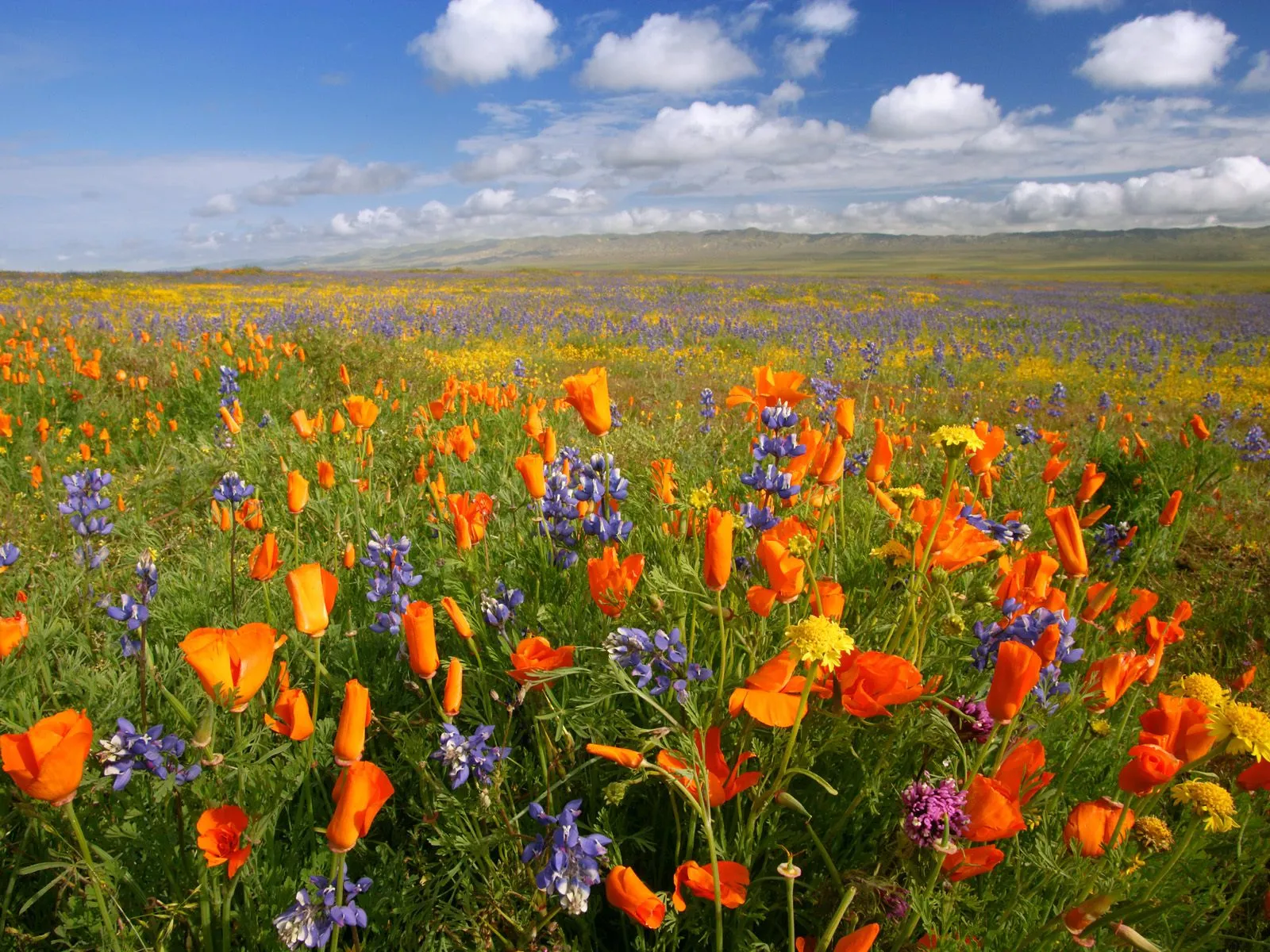 A field of orange poppies and blue lupine flowers under a bright blue sky with white clouds.
