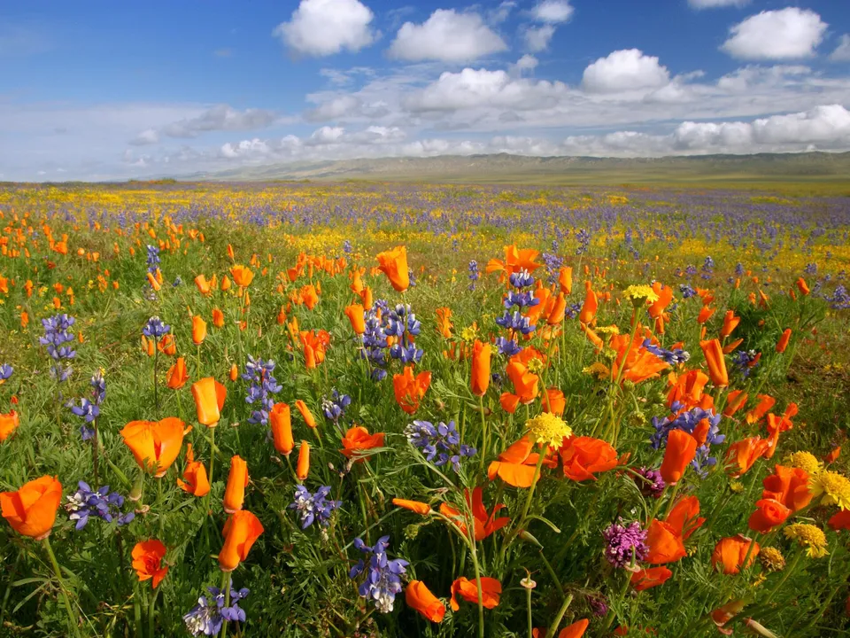 A field of orange poppies and blue lupine flowers under a bright blue sky with white clouds.