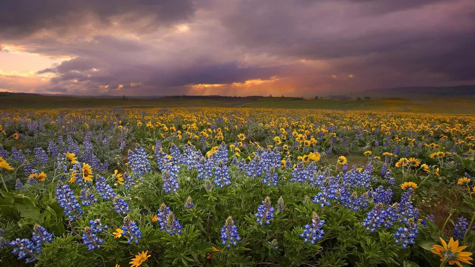 A vast meadow filled with purple lupine and yellow sunflowers under a dramatic, cloudy sky with sunbeams breaking through.