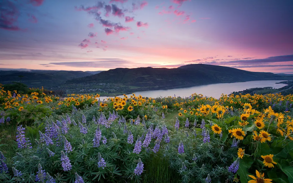 A field of purple lupine and yellow sunflowers overlooks a wide river valley at sunset.