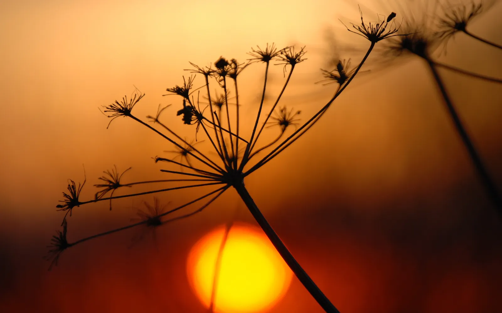 A delicate wildflower silhouette stands against a vibrant orange and yellow sunset sky.