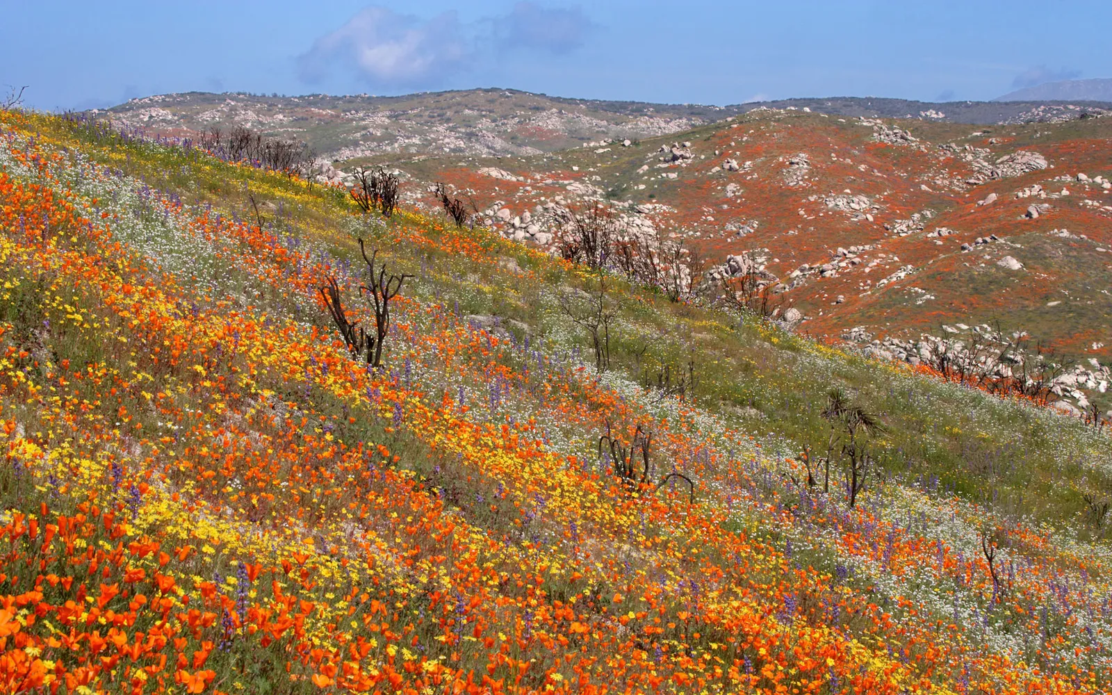 A hillside covered in a dense carpet of orange, yellow, and purple wildflowers under a blue sky.