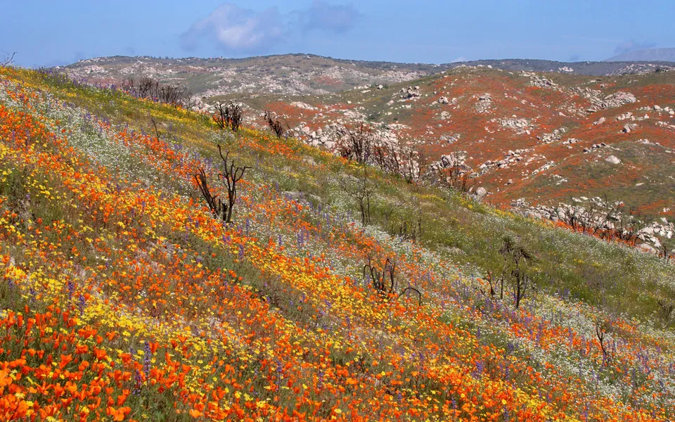 A hillside covered in a dense carpet of orange, yellow, and purple wildflowers under a blue sky.