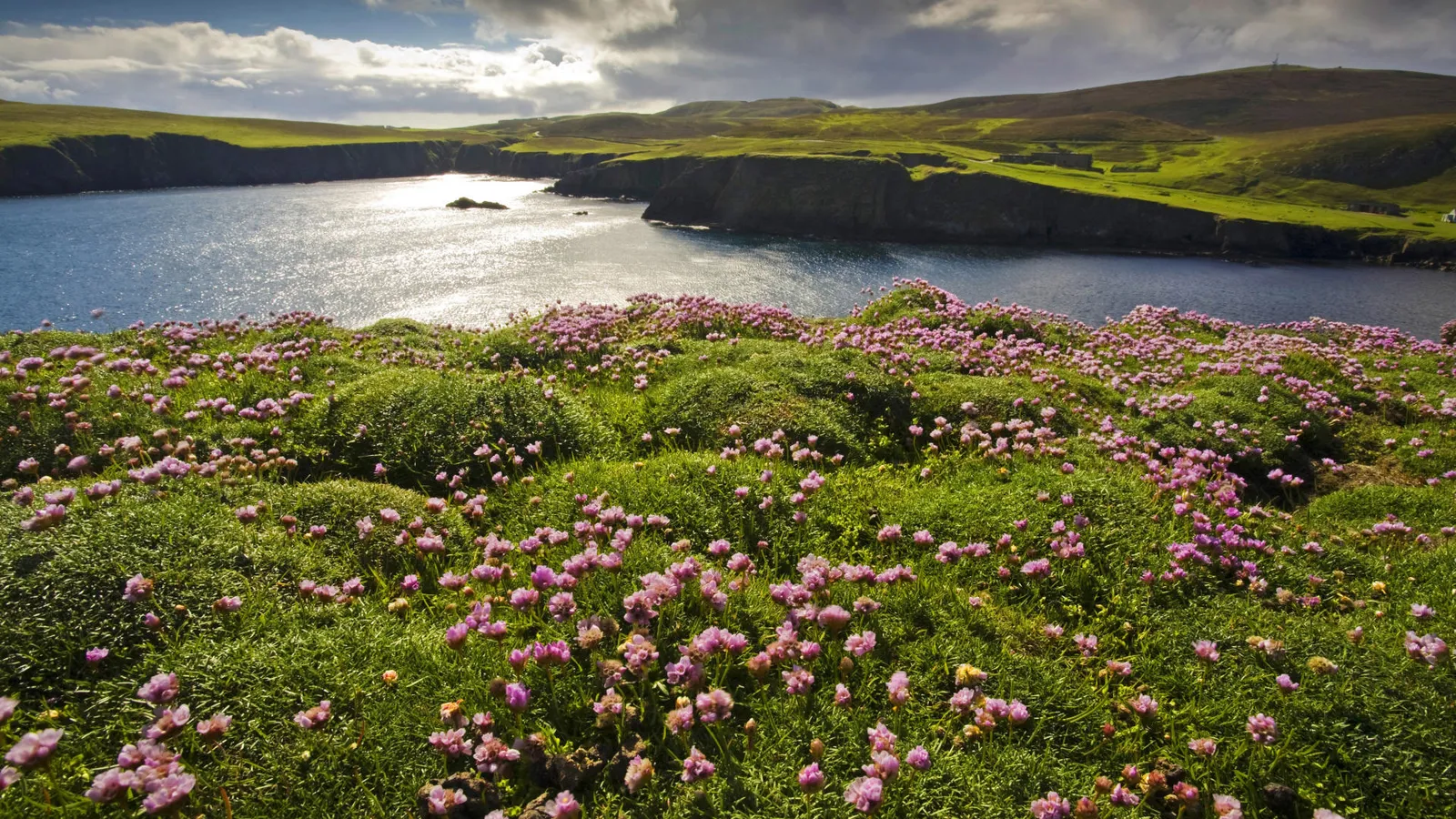 A field of pink wildflowers covers a grassy cliff overlooking a sparkling blue sea.
