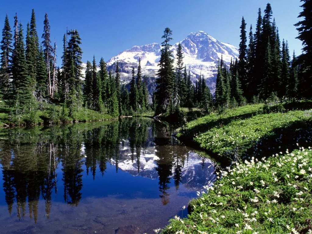 A mountain lake perfectly reflects the snow-covered peak and surrounding evergreen forest, with wildflowers in the foreground.