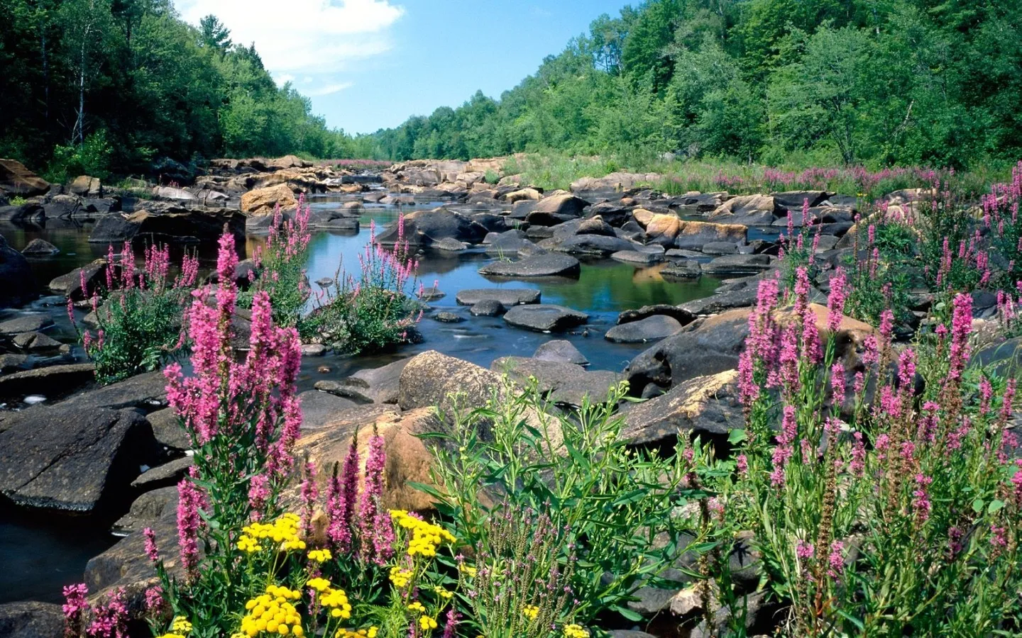 A river flows over rocks with pink and yellow wildflowers in the foreground and lush green trees in the background.