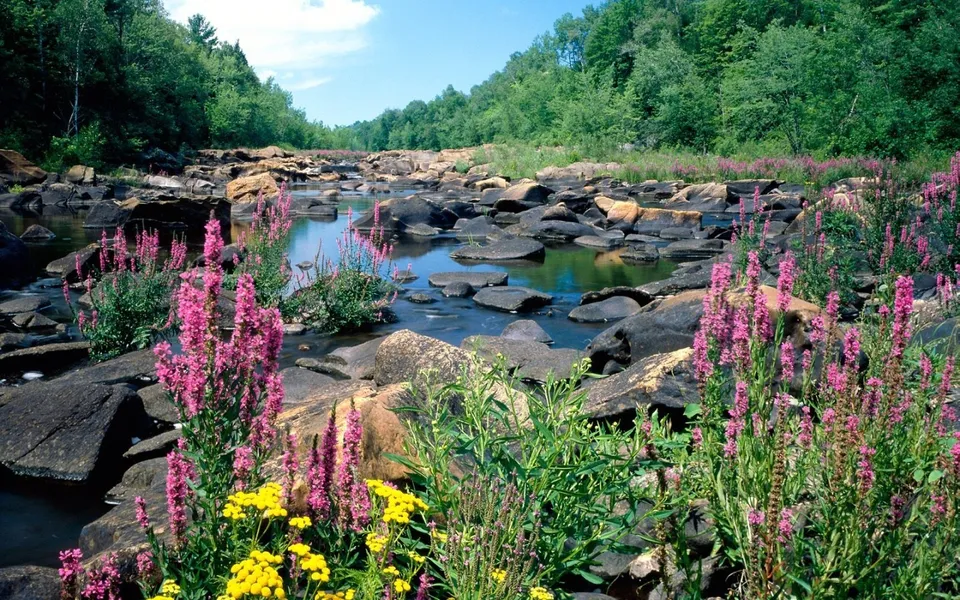 A river flows over rocks with pink and yellow wildflowers in the foreground and lush green trees in the background.