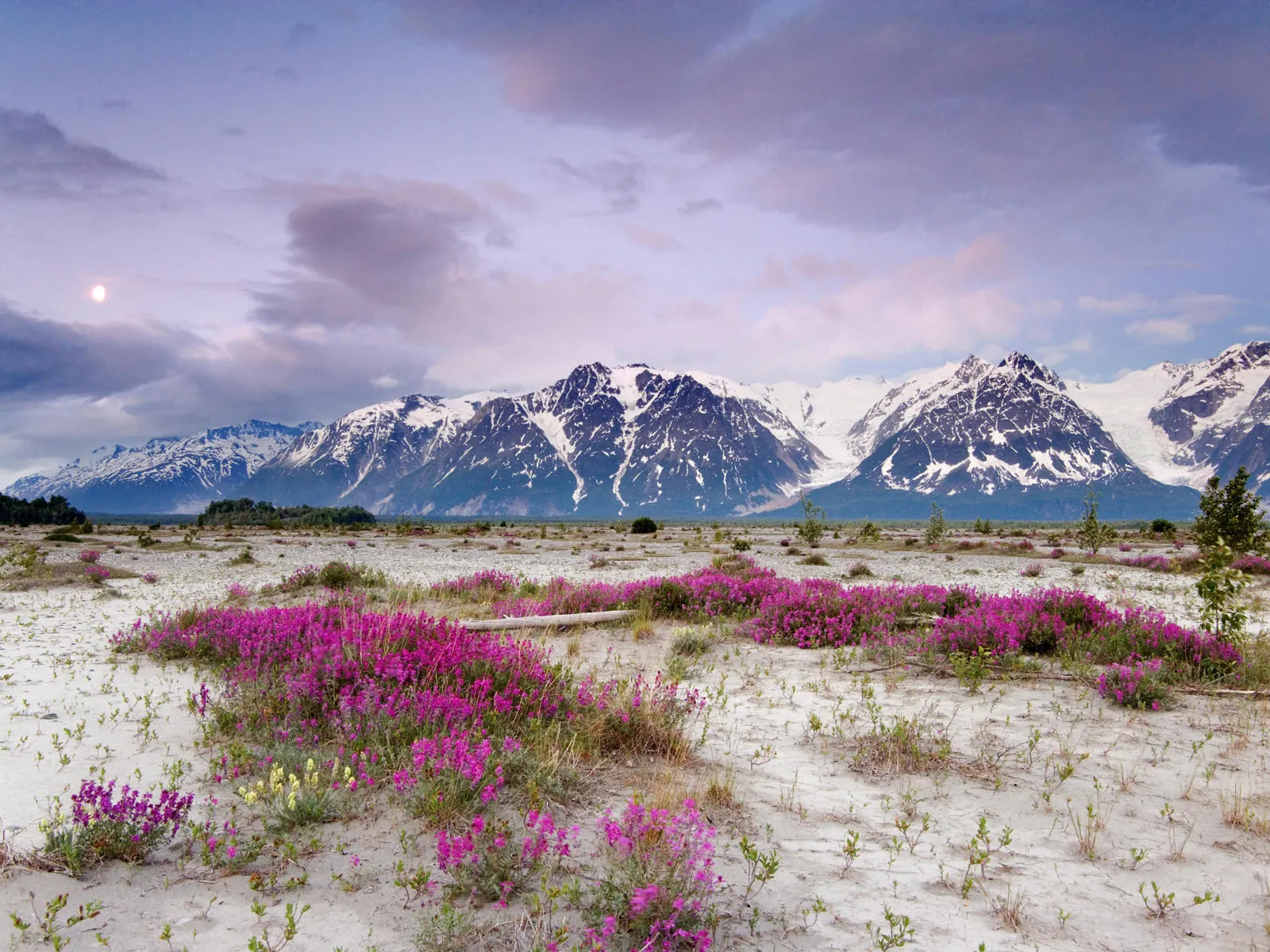 A field of vibrant pink wildflowers in the foreground with snow-capped mountains and a full moon in the background under a cloudy sky.