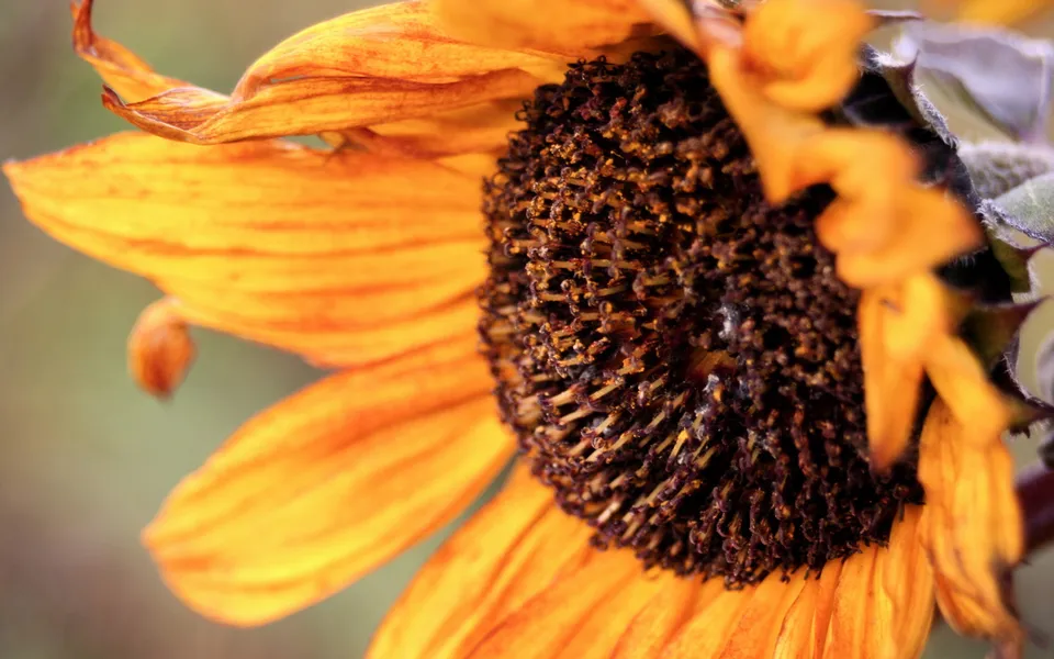 A close-up view of a wilting sunflower with orange petals and a dark brown center.